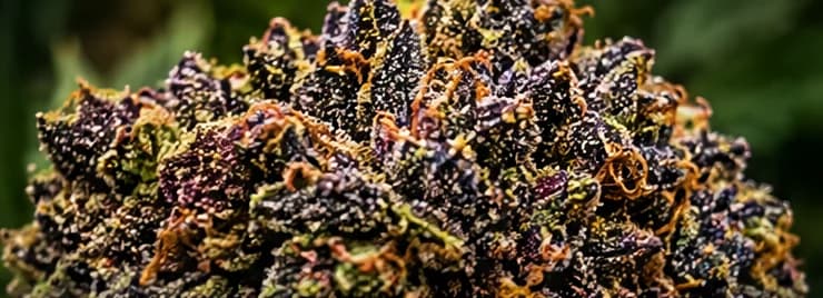 Dirty Laundry super exotic cannabis flower from farm Maven Genetics