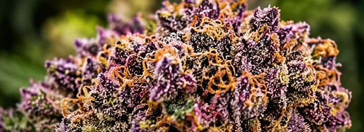 P90 super exotic cannabis flower from farm Blue Print