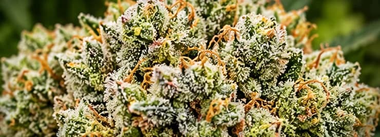 Smoothie super exotic cannabis flower from farm Wizard Trees