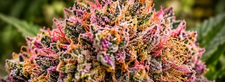Strawberry Lemonade super exotic cannabis flower from farm CBX