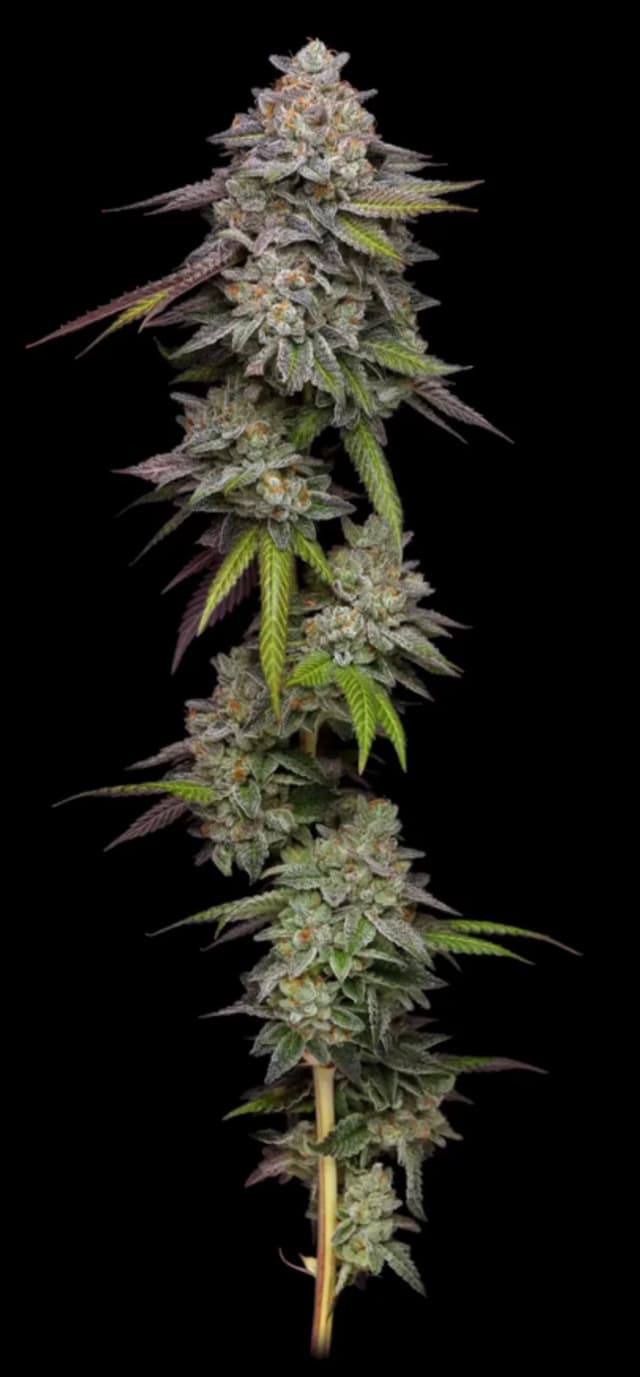 Double Stack - Premium cannabis available for delivery in NYC