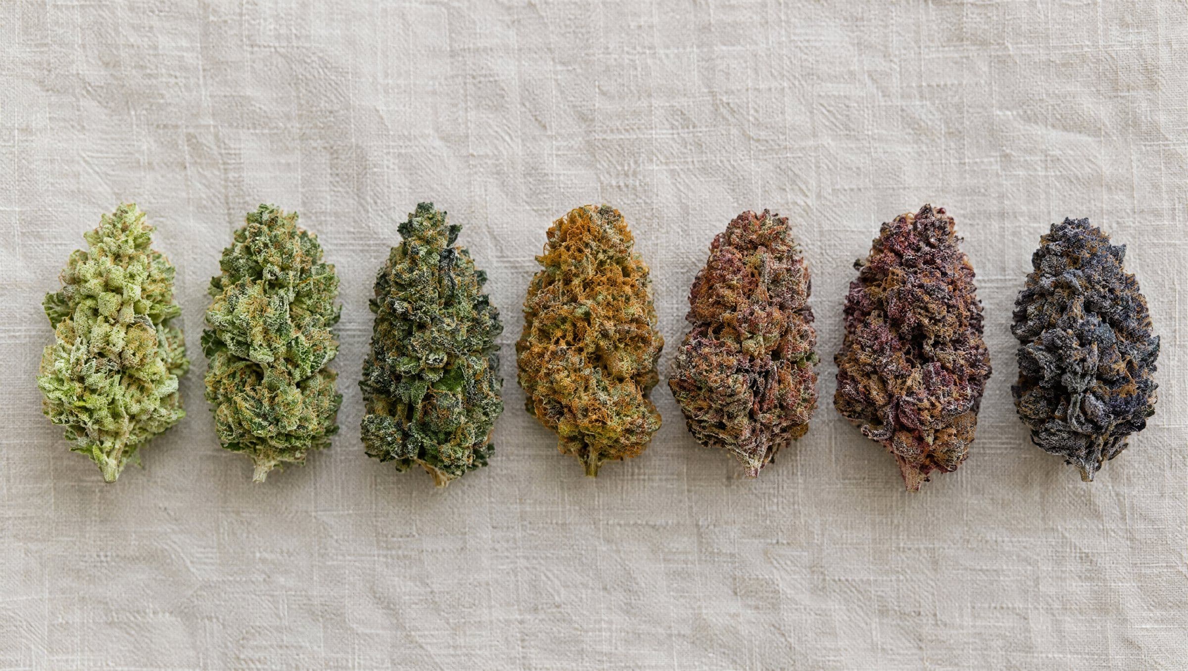 Seven cannabis buds in a row, from lime green to deep blue-purple
