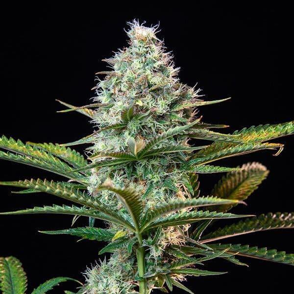 Royal Runtz - Premium cannabis available for delivery in NYC