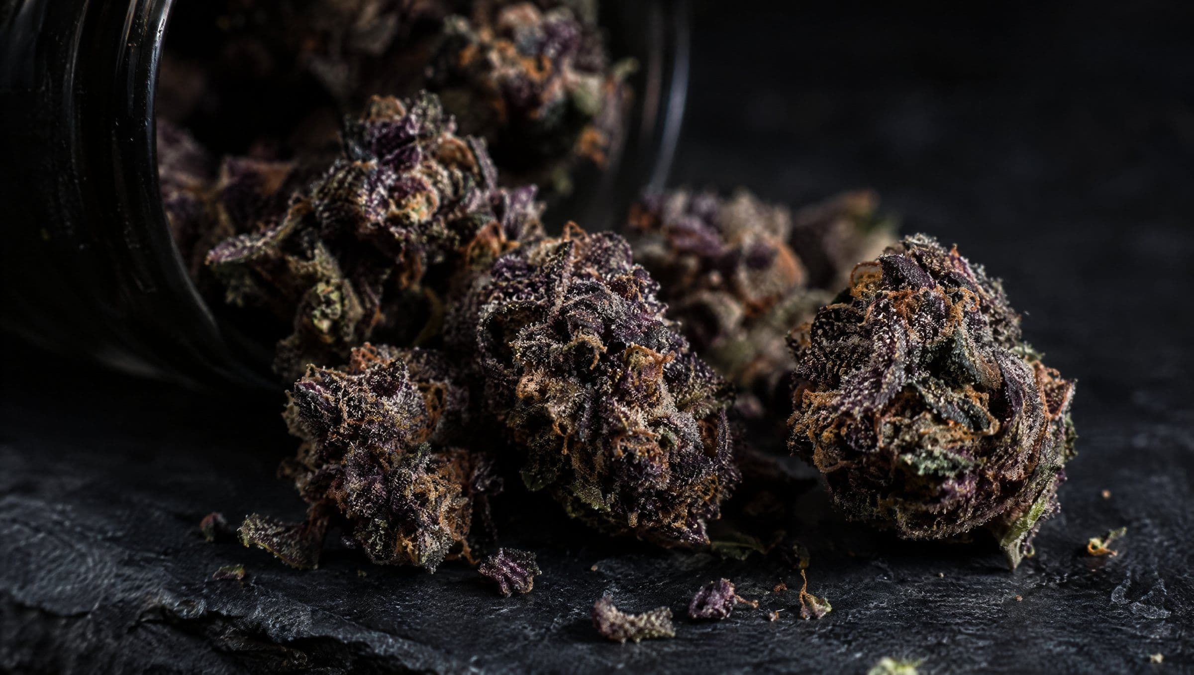 Dark purple cannabis buds on black slate