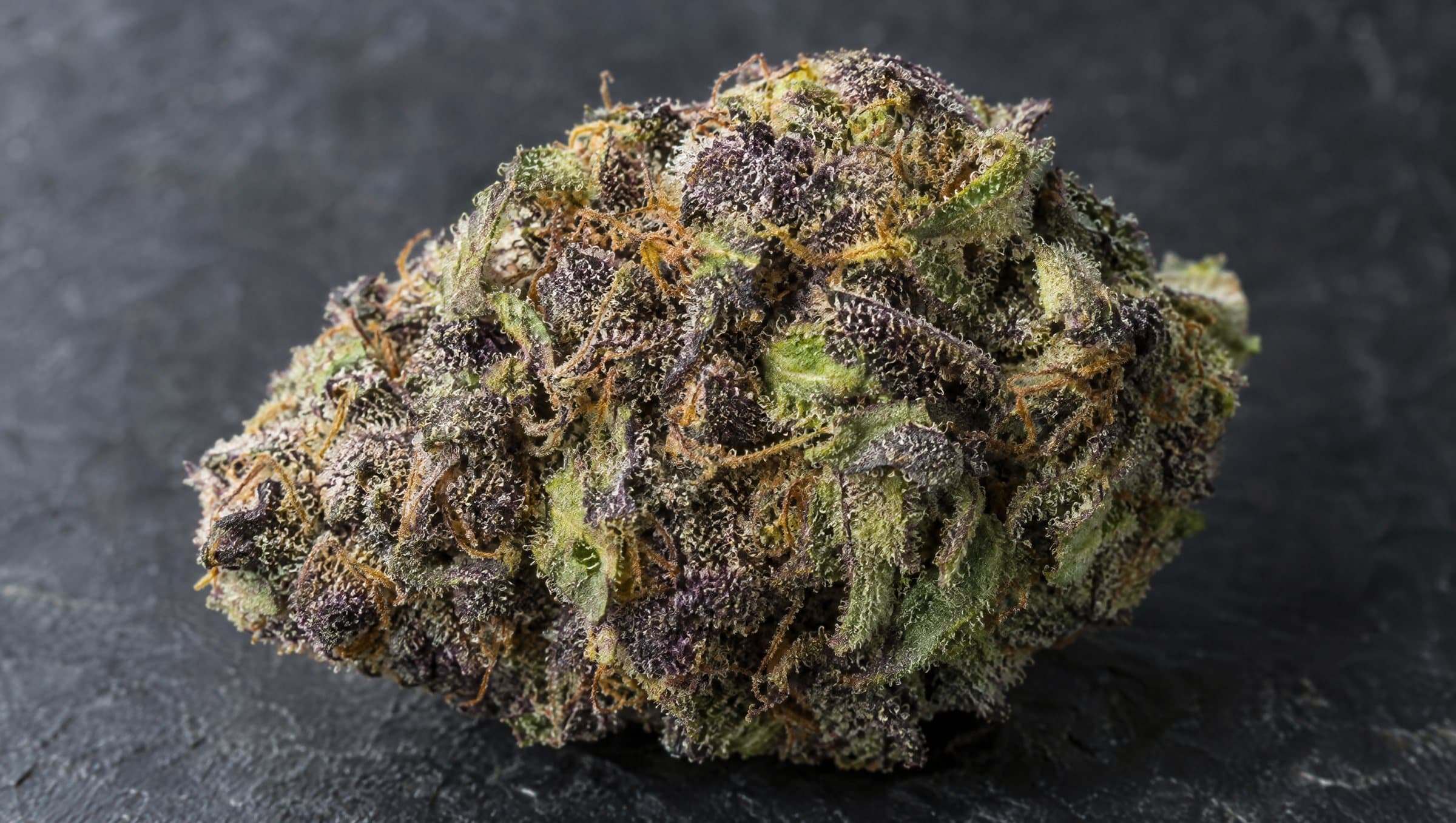 Close-up of a frosty purple and green cannabis bud on dark slate
